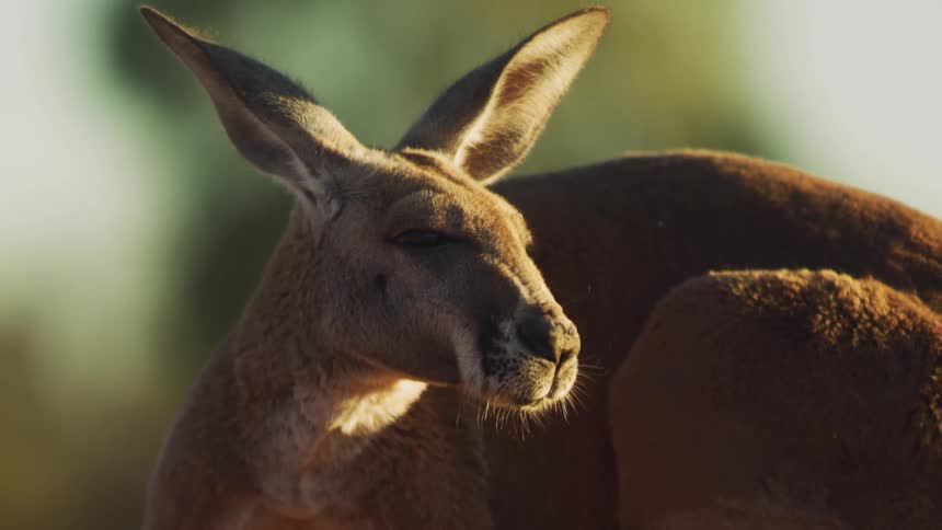 A view of a kangaroo outdoors