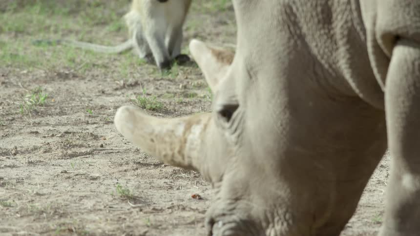 A rhinoceros eating with a monkey eating in the background