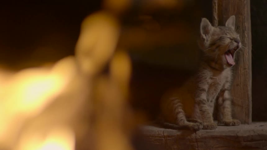 A kitten is sitting next to a fire and lets out a yawn