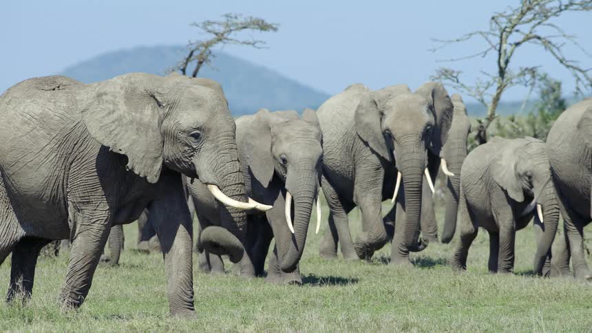 Elephants make their way across a grassland