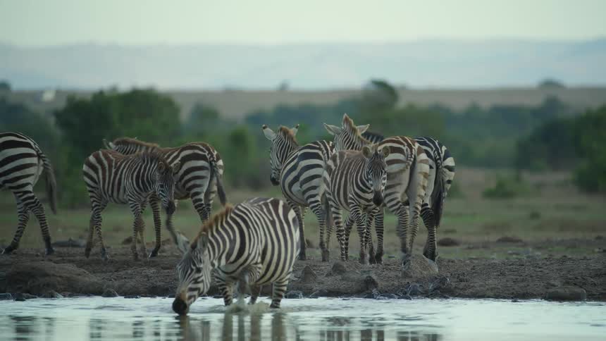 Zebras walking by a watering hole with trees the sky and clouds in the background