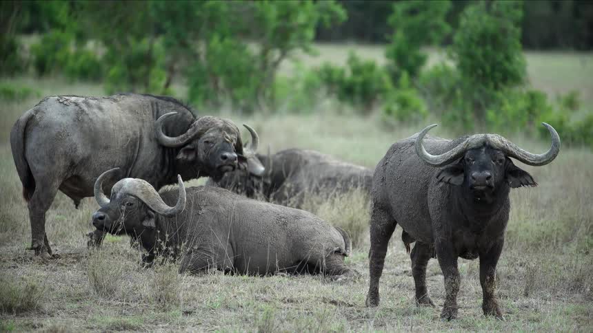 Animals sitting in group