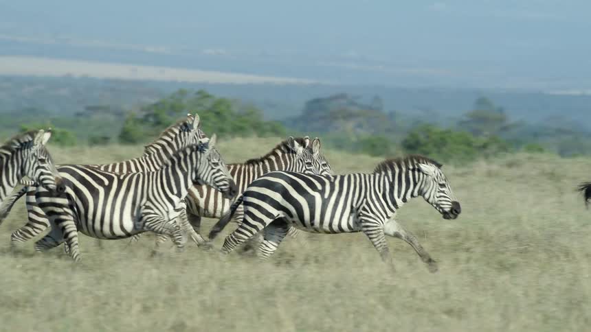 A herd of zebras runs across a grassland