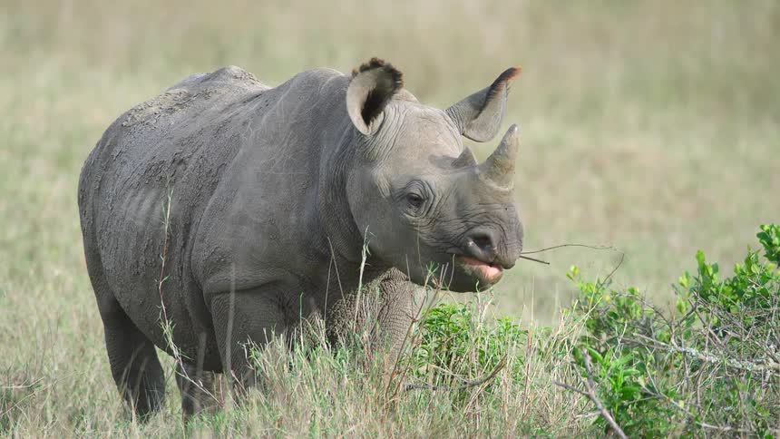 A rhinoceros standing in a grassy playing and eating plants
