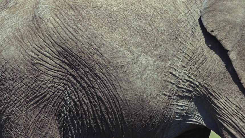 Wrinkled gray skin of a walking elephant