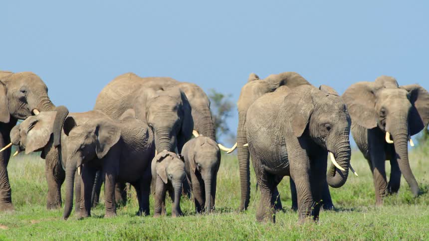 A herd of elephants stand together in the grass