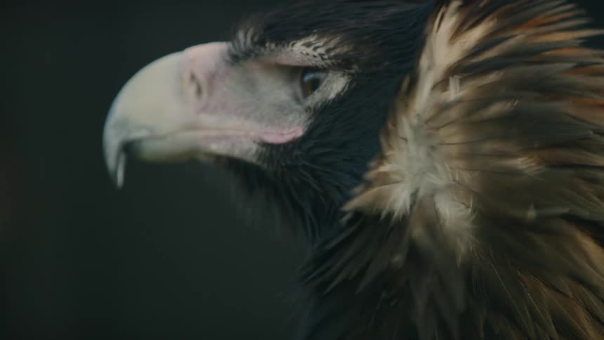 Headshot of an eagle looking around as its feathers move in the breeze