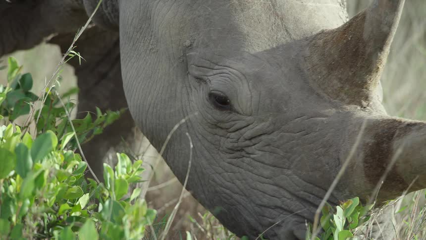 White hided rhinoceros grazes on vegetation