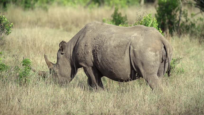 Rhinocero grazing on the grass in the savanna