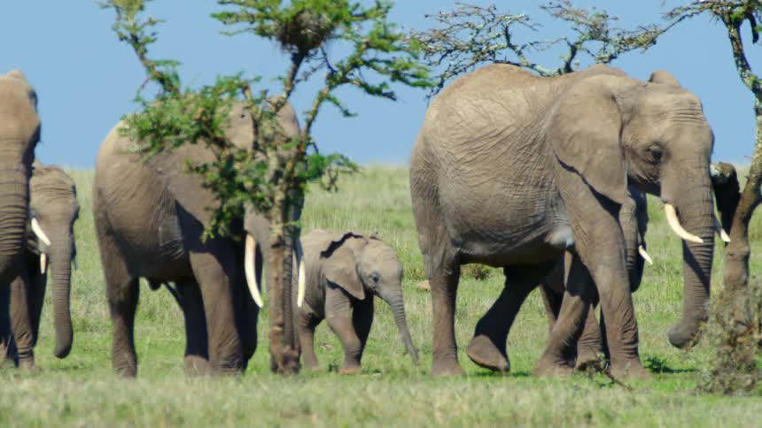 Herd of african elephants walking on the green pastures on the savanna