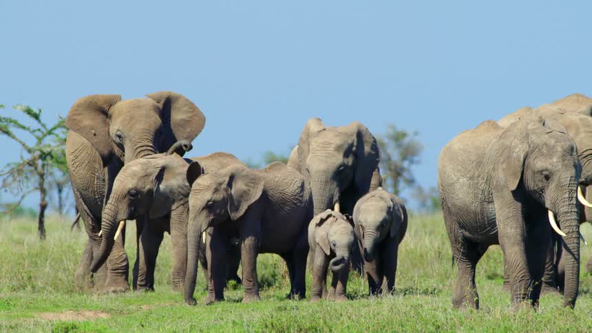 A pack of elephants standing around