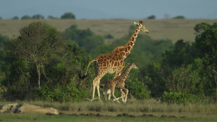 Two giraffes running around outdoors