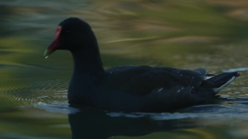 A bird is floating and swimming on a lake during the day