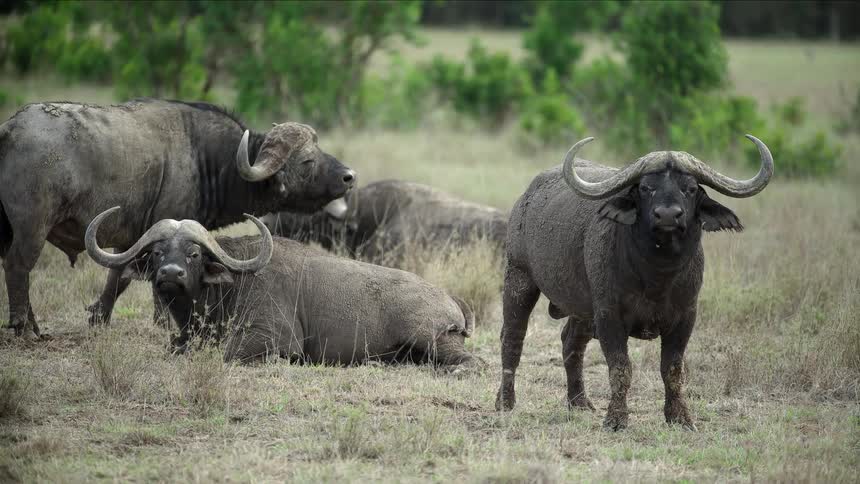 A group of buffalo are grazing on the field