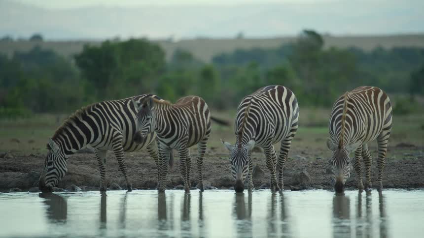 Four zebra stand just inside water drinking as bird flies past in background