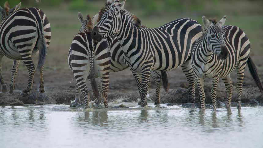 A group of zebra drink and walk in the water