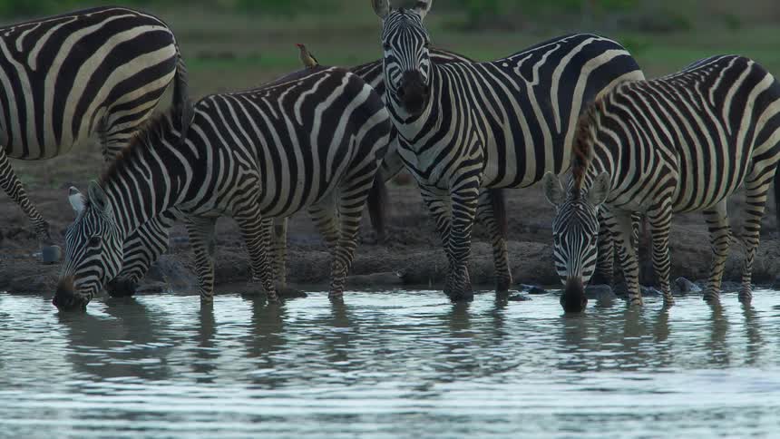 Zebras drinking from a river