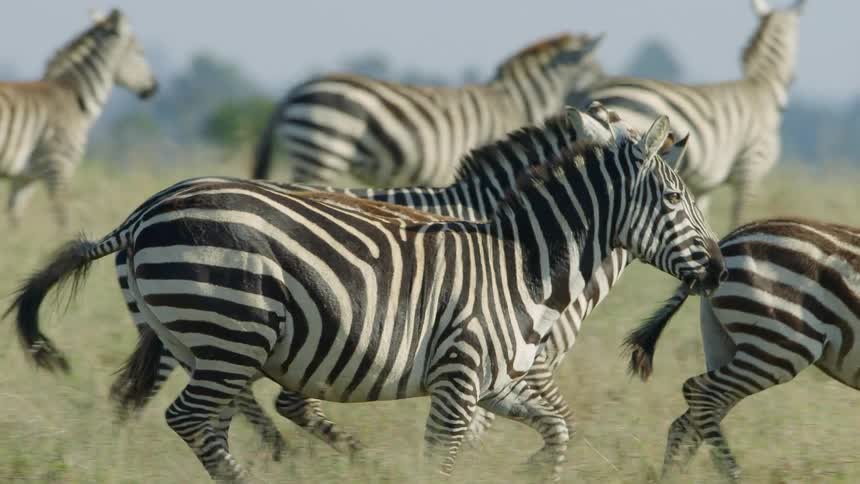 Zebras running on a savanna with trees the sky and clouds in the background