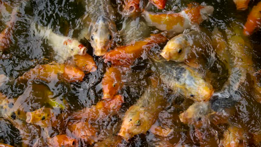 Yellow white and red koi fish feeding frantically on the surface of a pond