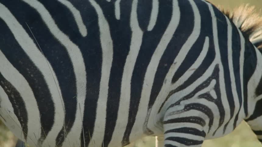 A zebra is grazing on the grass