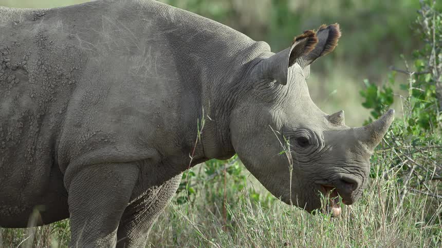 A view of a rhino eating grass in a field