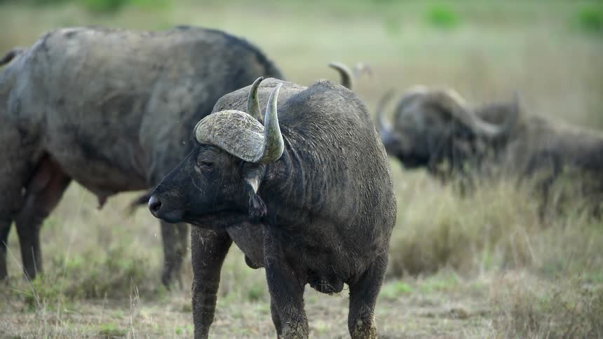 Static shot of animals in the savanna