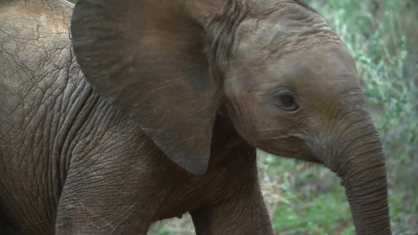 A baby elephant walking