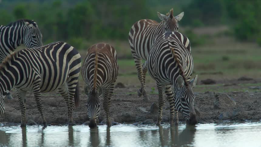 Zebras are walking into a shallow body of water and drinking from it