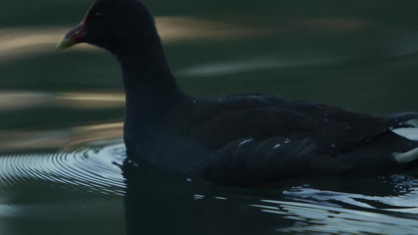 A duck floating in a lake