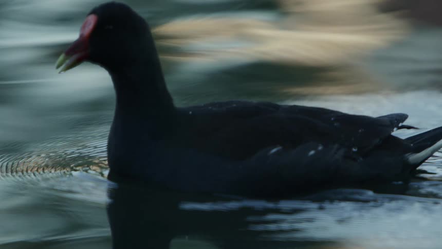 Black fowl swimming on the calm surface of a body of water