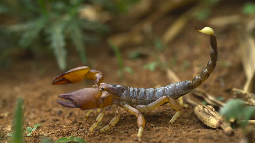 Scorpion turning