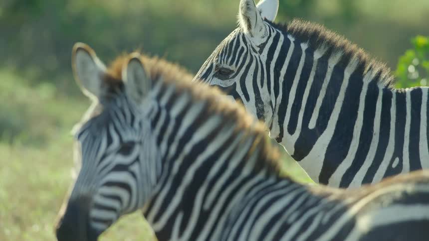 A zebra chews grass while standing in a field alongside another zebra
