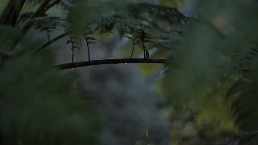Rain falling on a tree in a forest