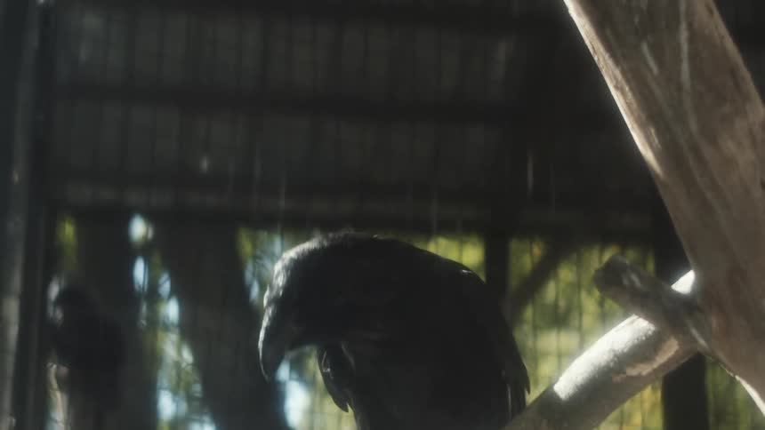 A black bird is sitting on a perch inside a large cage