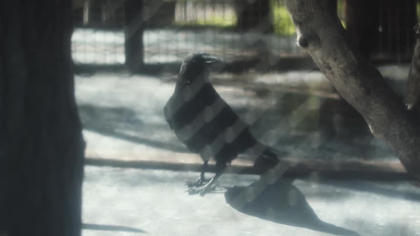 A bird in a zoo exhibit