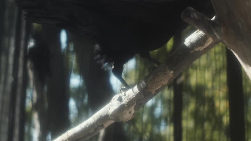 Bad bird sitting on branch