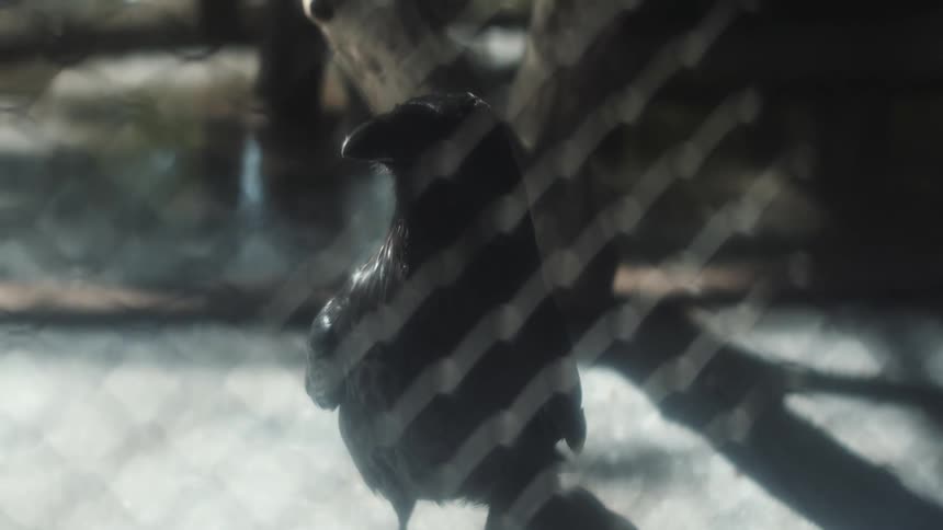 Bird looking around