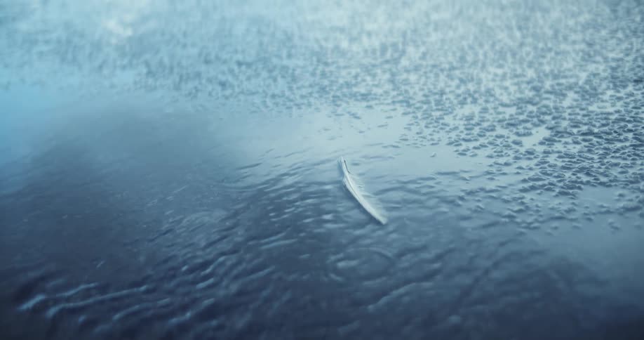 Rain falls in a puddle with a feather