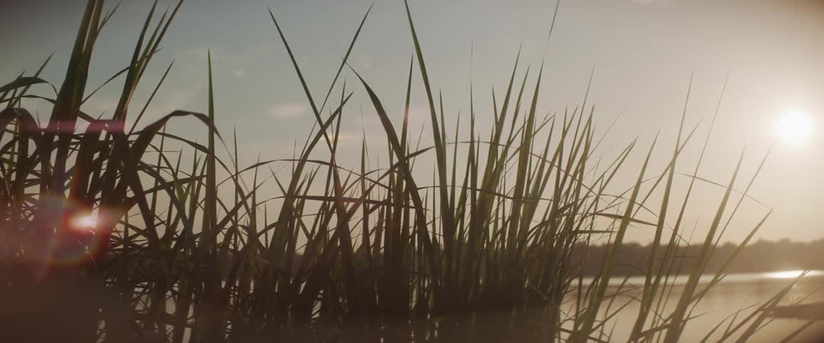 Grass near a meadow moves in the breeze as the sun is setting