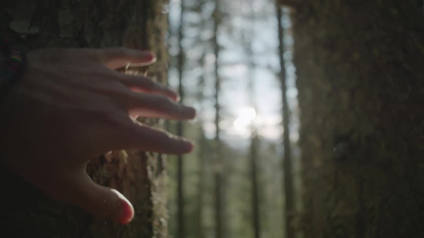 A hand touching bark on a tree in a forest