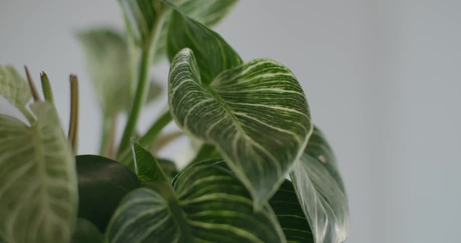 Big green leafs of an indoors plant inside a room