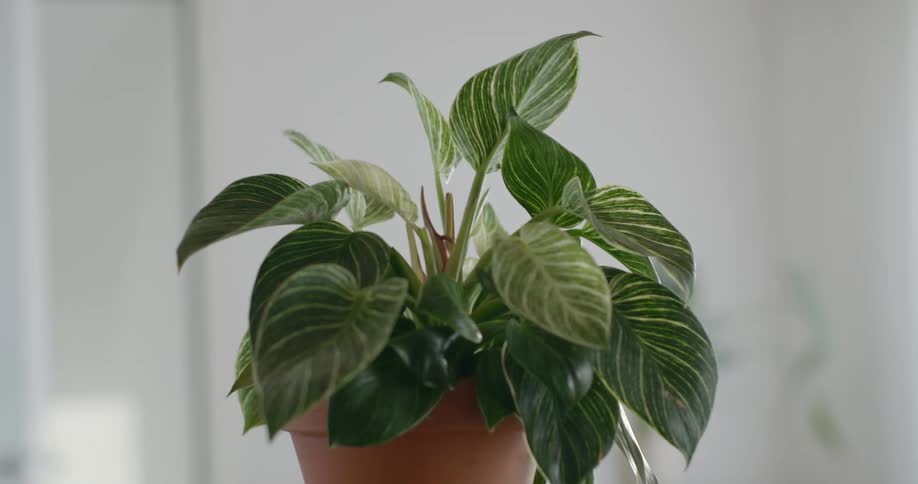 A houseplant sits in a terracotta planter in a room with white walls
