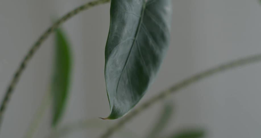 Green hanging leaf of an indoors plant inside a room