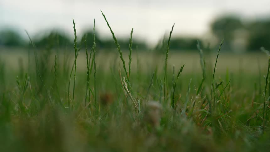Grass weeds and green plants close to the ground wave in the breeze with trees in a blur on the horizon