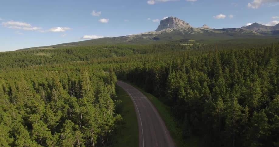 A road cuts through a dense pine forest