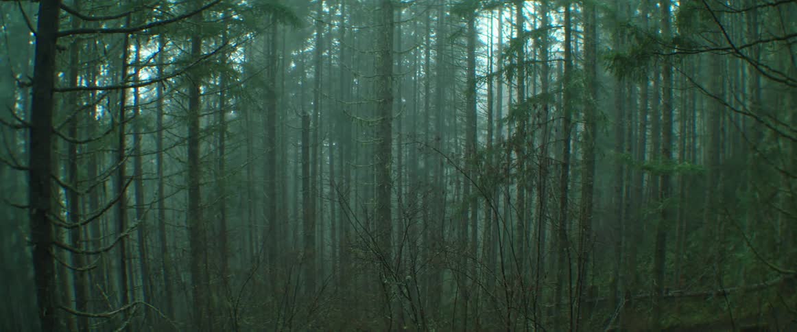 Heavy fog envelopes a thick pacific northwest forest