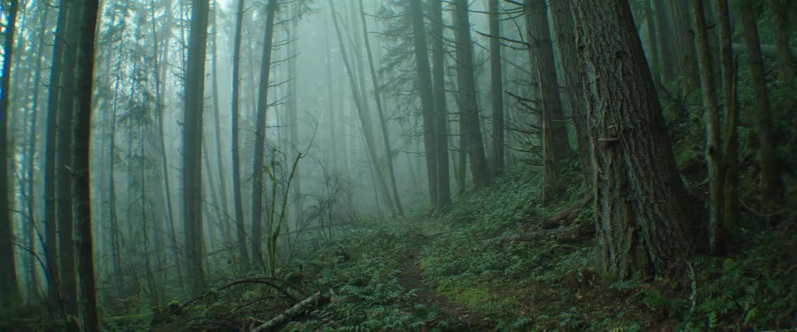 The forest is full of heavy fog with an empty ribbon of trail