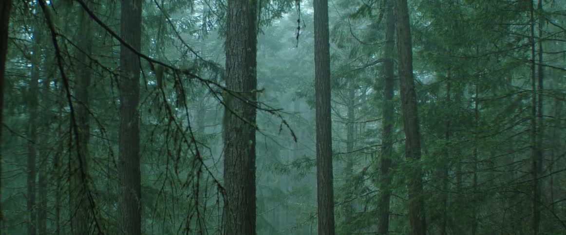 Fog and mist are covering the trees in the forest