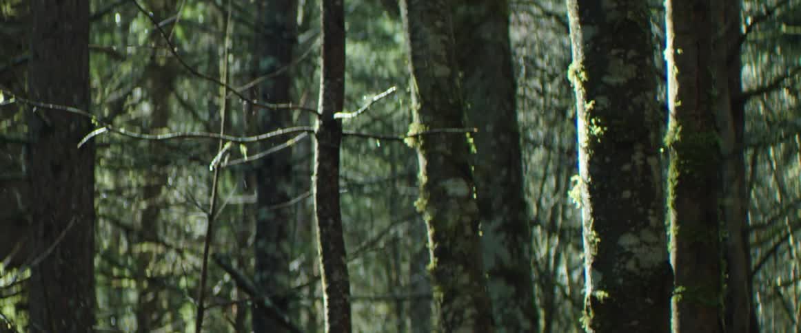 Rain falls through a sunny forest