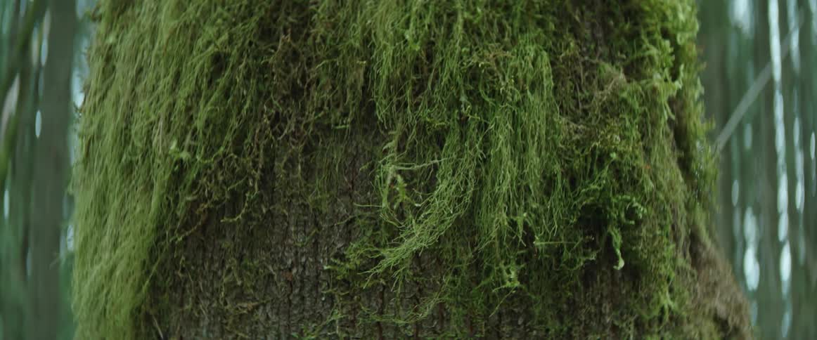 Thick moss blows in the wind on a wide tree trunk in the forest